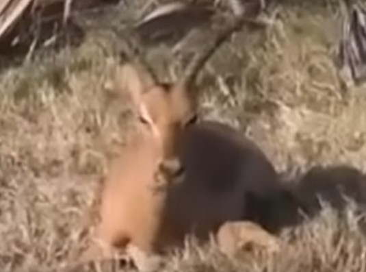 Still uit de video 'Impala escapes death and shakes off stress van Matthijs van Doesburg